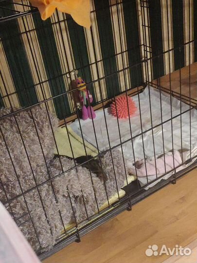 Клетка для животных