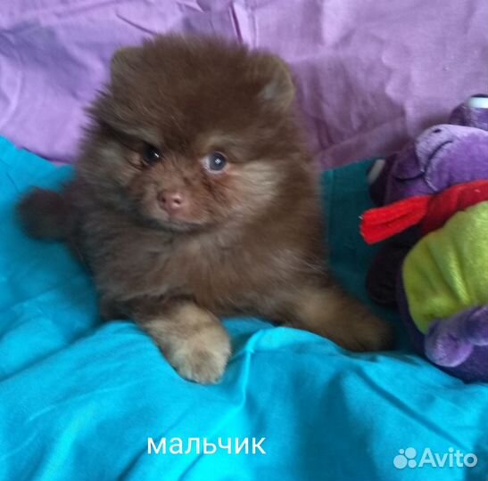 Щенки шоколадного померанского шпица медвежата