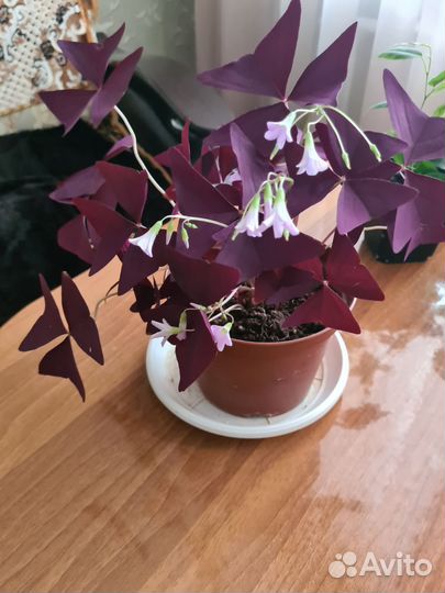 Кислица треугольная