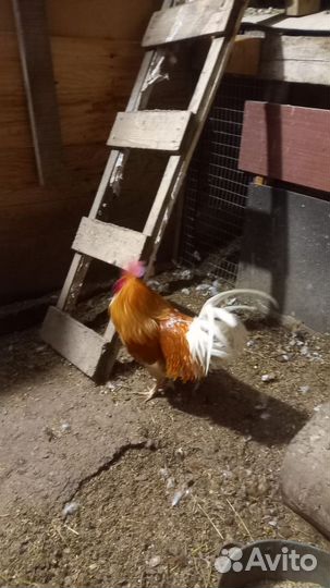 Петух бойцовый