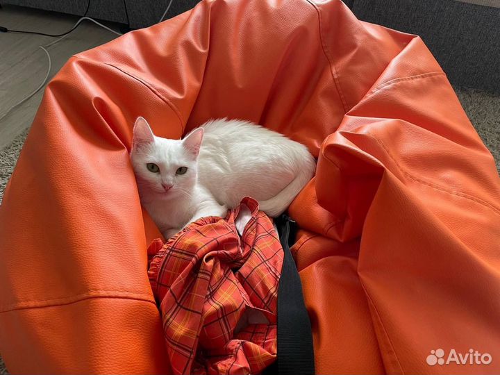 Белая кошка