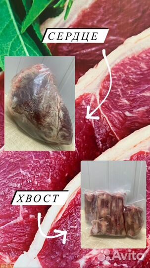Корм для собак от производителя