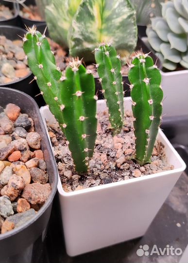 Сеянцы кактуса dendrocereus nudiflorus