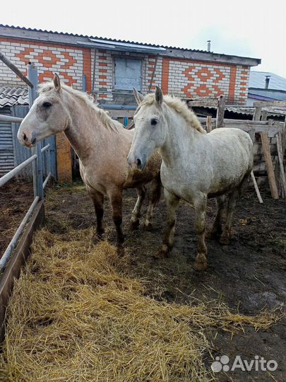 Жирные лошади