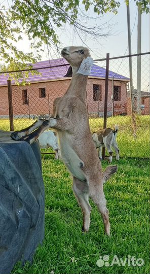 Козочки и козлики нубийские 75 %