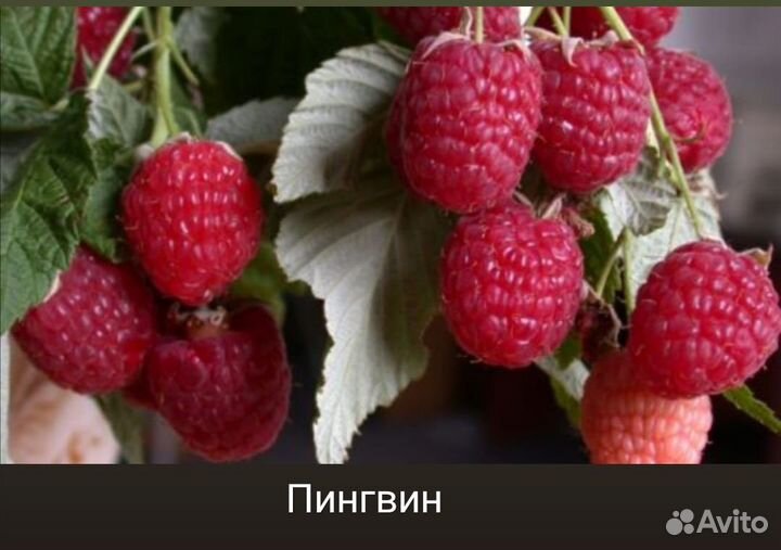 Саженцы малины