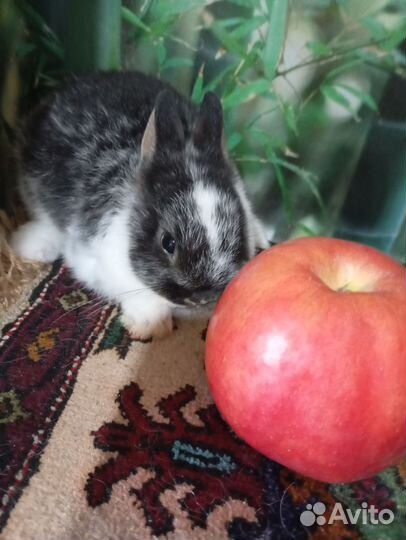 Декоративные кролики