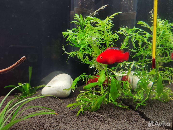 Продам мальков малавийских цихлид