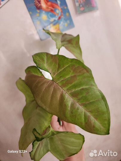 Сингониум конфети