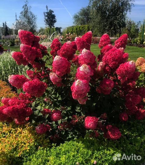 Гортензия саженцы