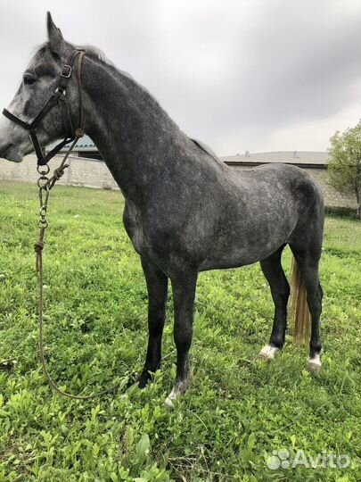 Продам жеребца