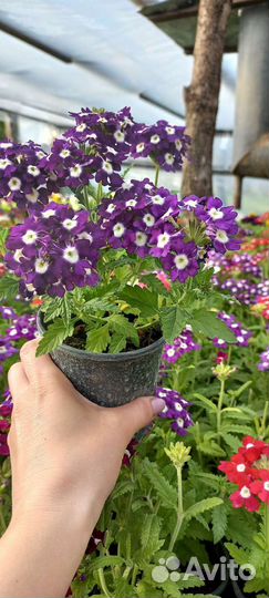 Продажа цветов