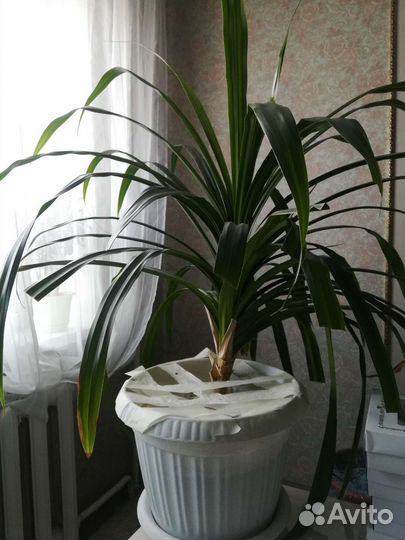 Пальма панданус