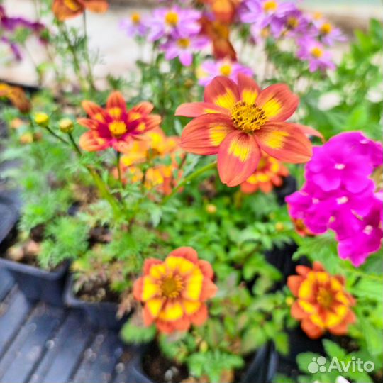 Вегетативные растения