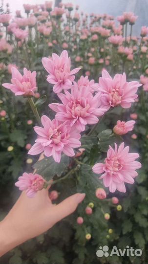 Хризантема опт для магазинов