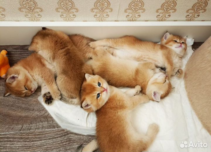 Золотые котята