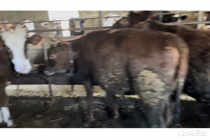 Телки на мясо