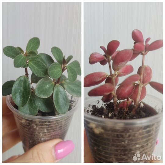 Пеперомия и другие