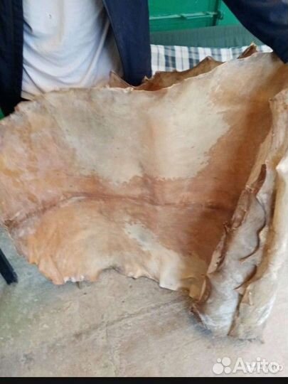 Кожа козы для бубнов