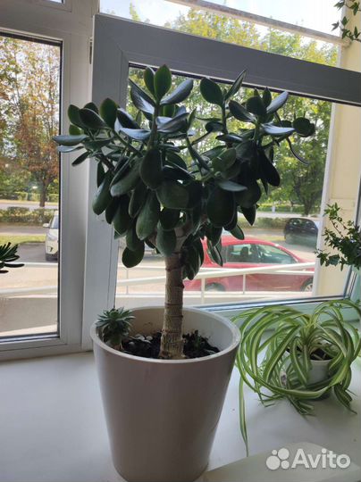 Крассула / толстянка / Корал/Овата/денежное дерево