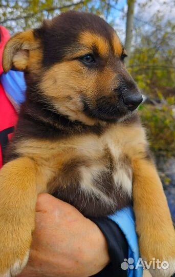 Щенок в добрые руки бесплатно