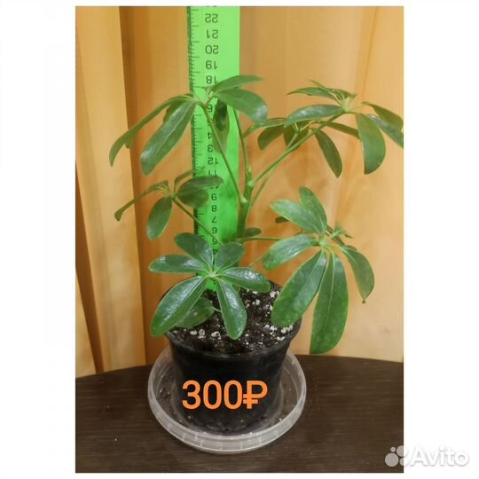 Шефлера размеры/цены разные