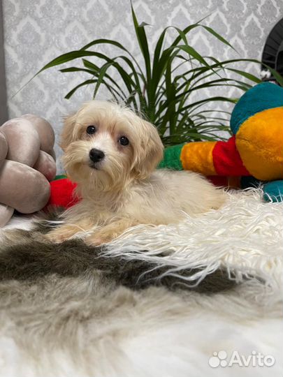 Мальтипу карамелька