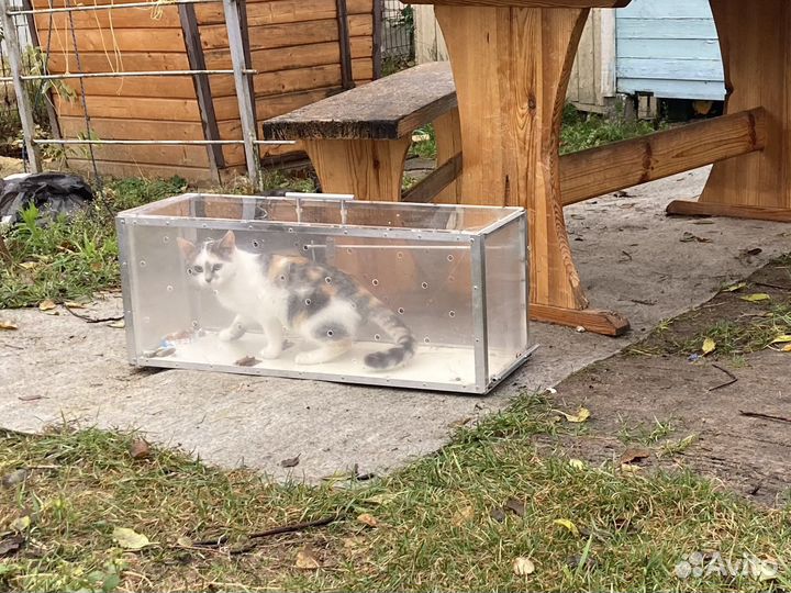 Кошечка Пятнашка