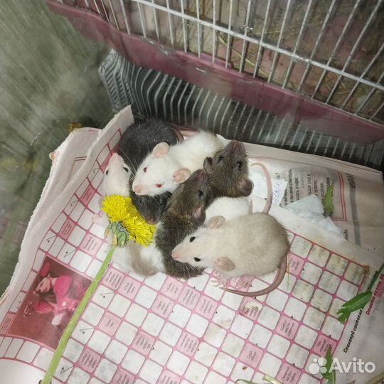 Декоративные крысята