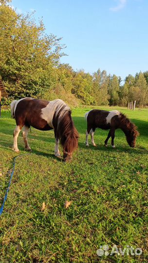 Шетлендский пони