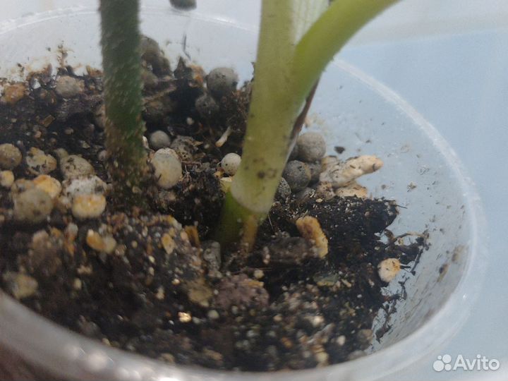 Филодендрон