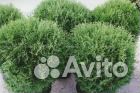 Туя шаровидная 