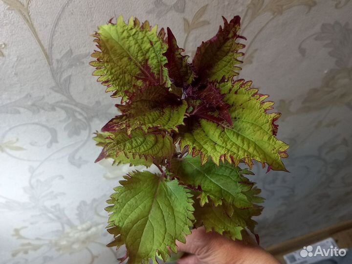 Колеусы, плектрантусы