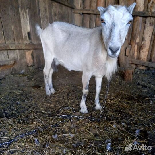Коза дойная