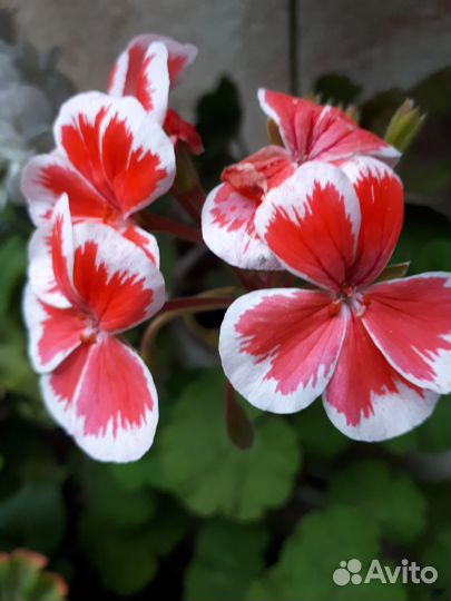 Герань пеларгония