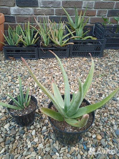 Калла белая эфиопская цветущая