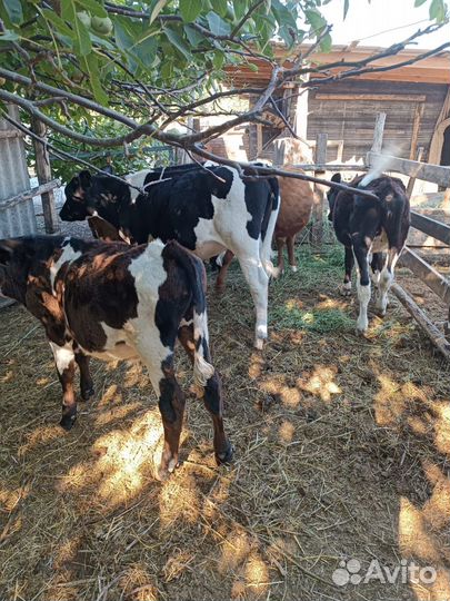 Бычки и телята