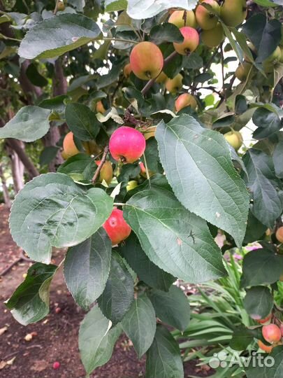 Ранетки яблоки