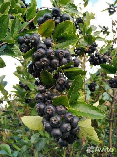 Черноплодная рябина