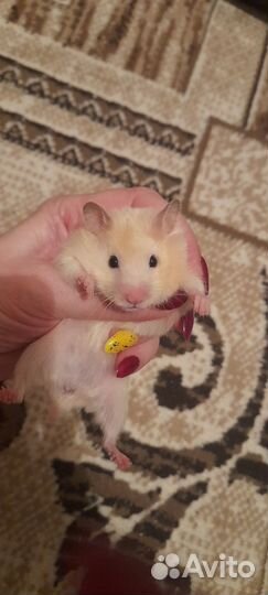 Сирийский хомяк