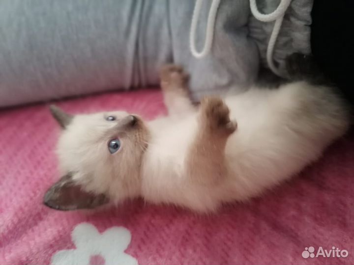 Отдам котят в добрые руки