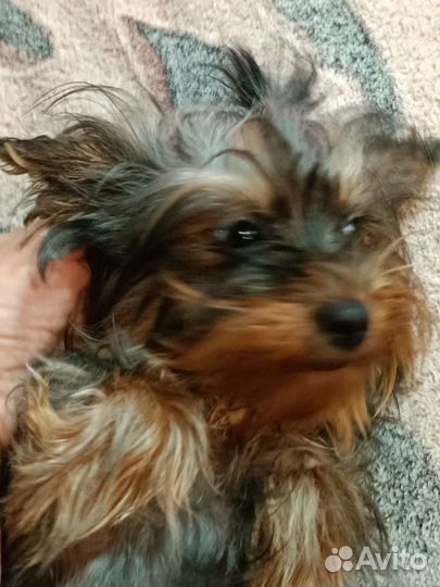 Йоркширский терьер мини девочка