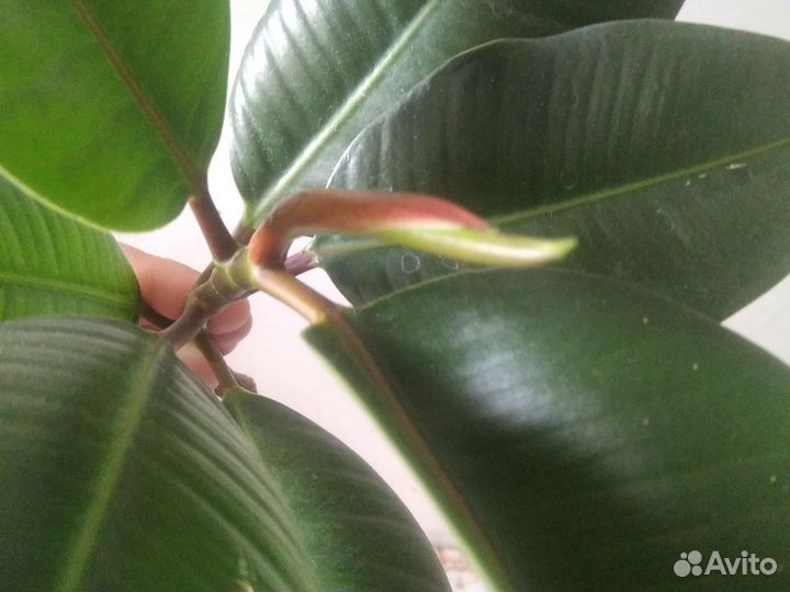 Фикус 25см, на укоренении