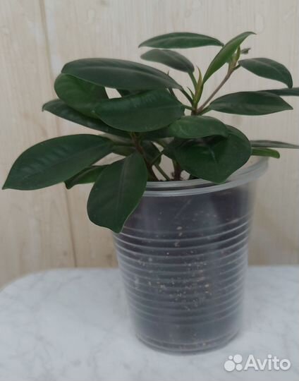 Фикус Мокламе