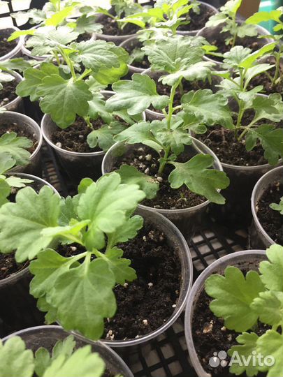 Хризантемы мультифлора