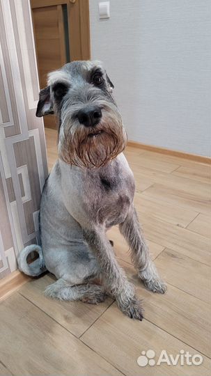 Миттельшнауцер