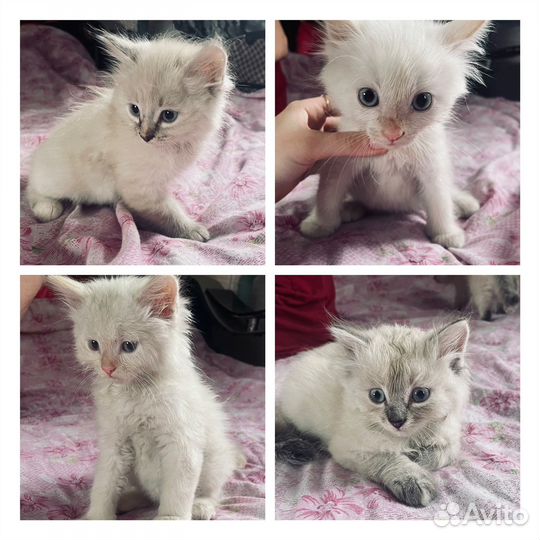 Котята в добрые руки