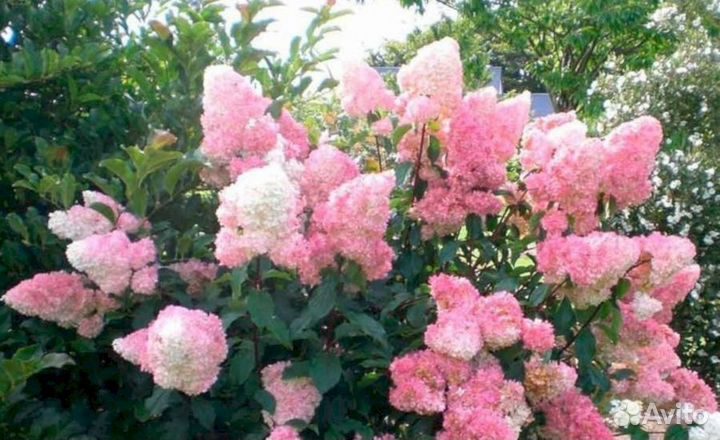 Гортензия Ванила Фрайз