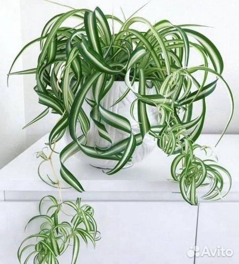 Домашние цветы разные