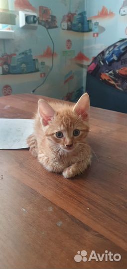 Котята селкирк рекс